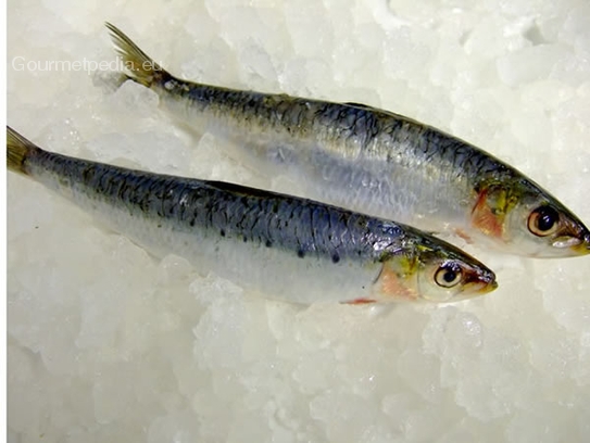 Sardinas