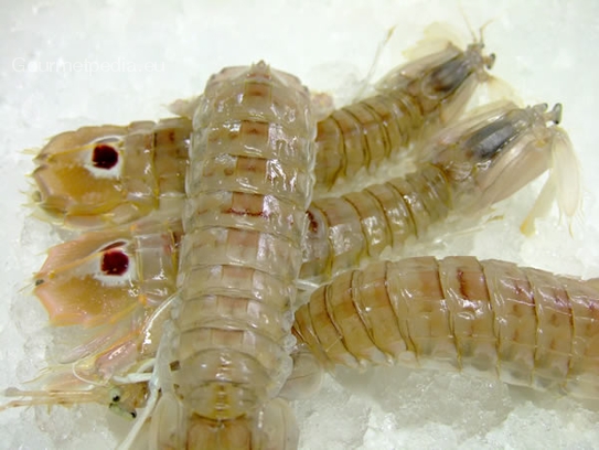 Mantis shrimps