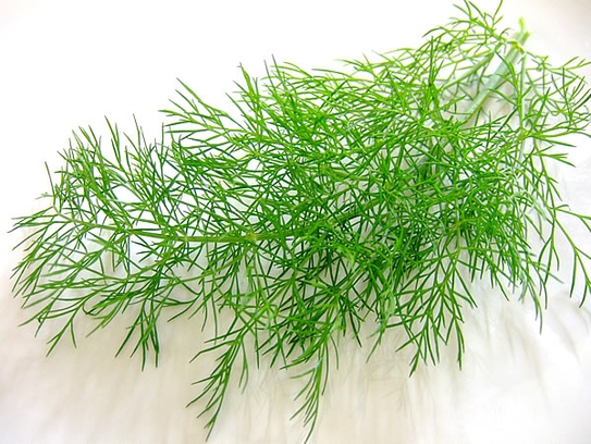 Fennel