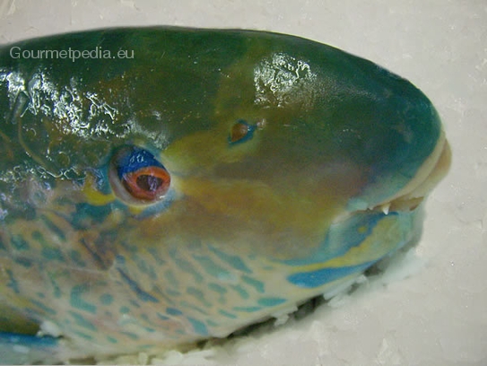 Parrotfish