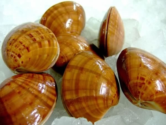 Cockles