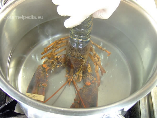 Den Hummer mit gebundenen Scheren mit dem Kopf ins kochendes Wasser für einige Sekunden tauchen bis er tot ist