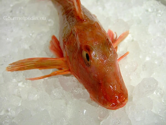 Red gurnard