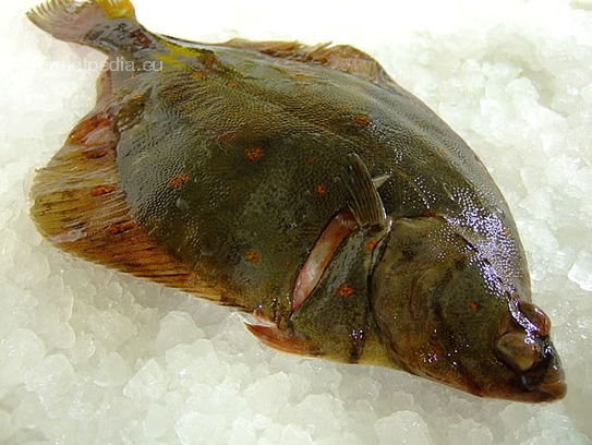 Plaice