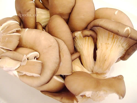 Oyster mushrooms