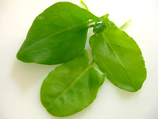 Sorrel leaves