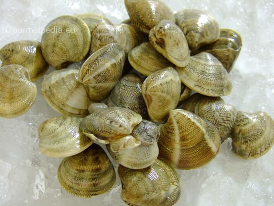 Venus clams