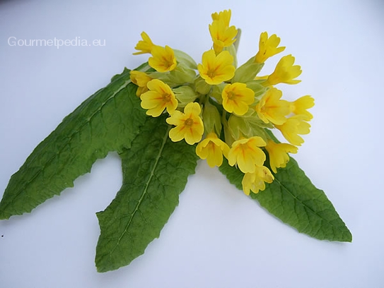 Primula veris