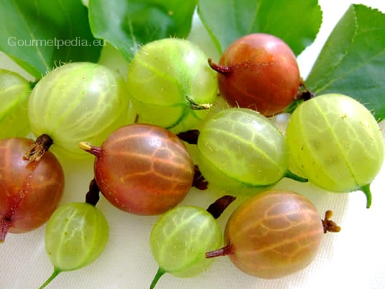 Gooseberry