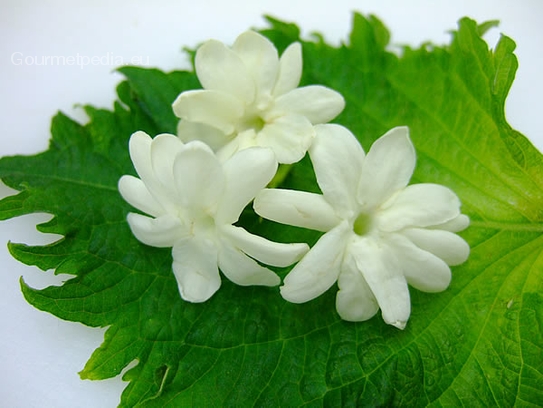 Jasmine blossoms