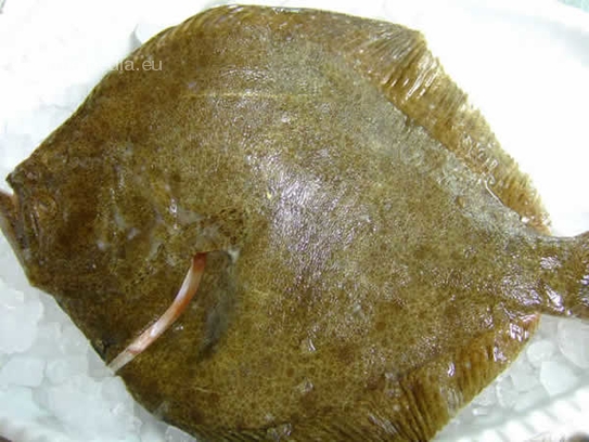 Turbot