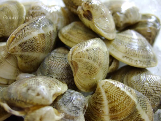 Venus clams