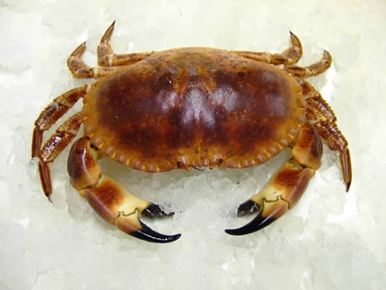 Giant crab