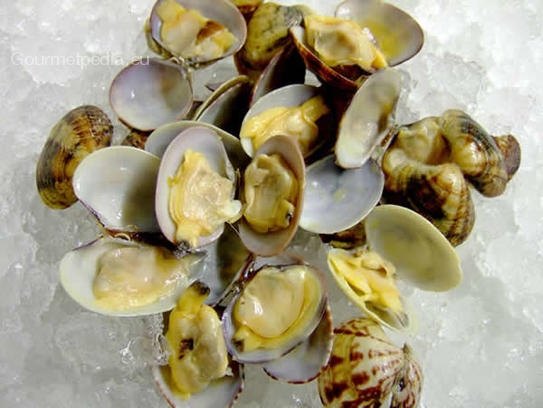 Venus clams