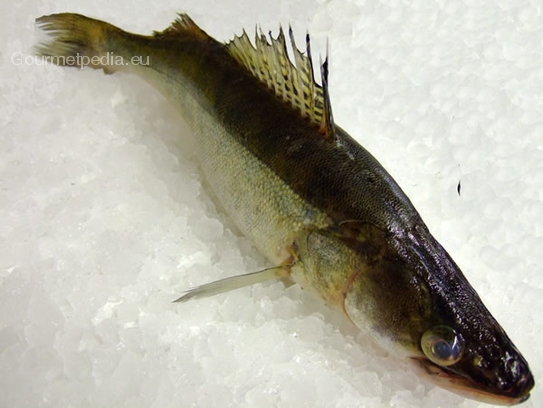 Pike-perch