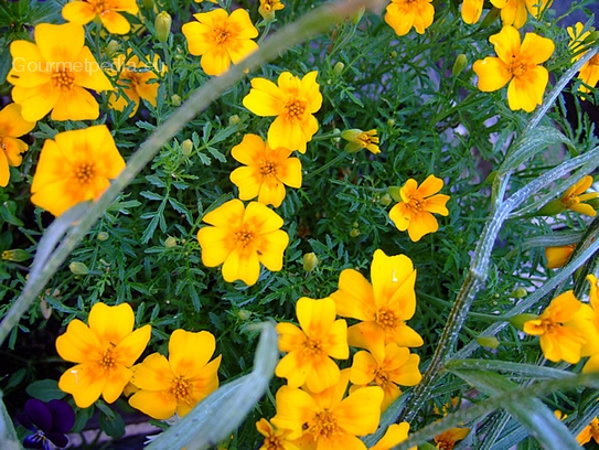 Marigolds