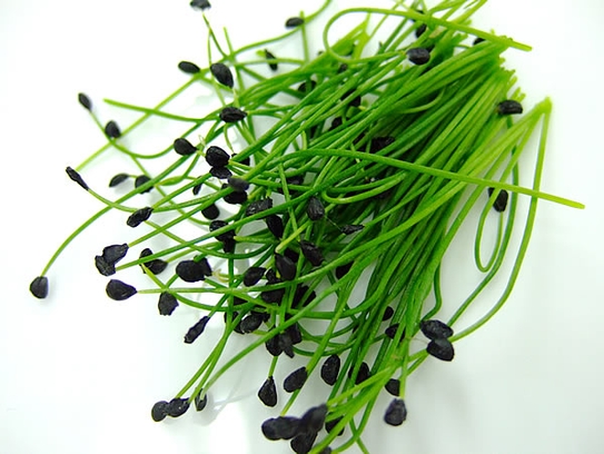 Rock Chives/ garlic cress