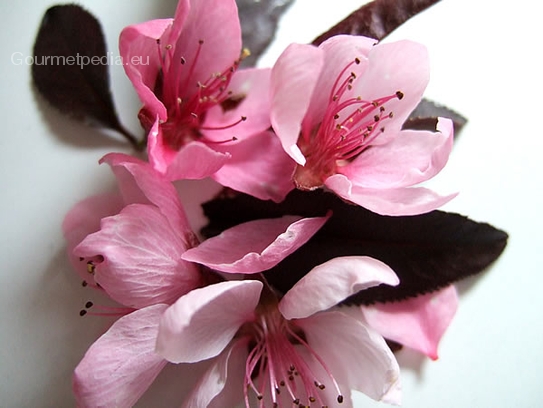 Peach blossoms