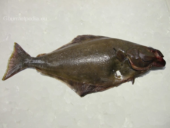 Halibut