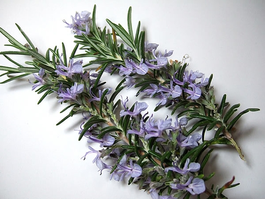 Rosemary