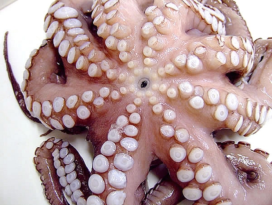 Frischen oder auch gefrorenen Octopus verwenden
