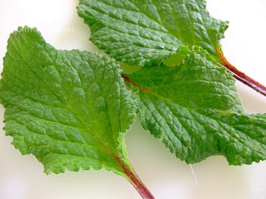 Borage leaves