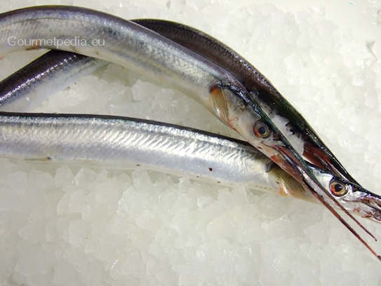 Garfish