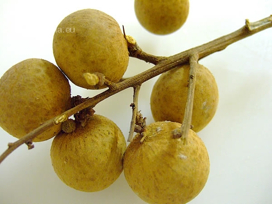 Longan