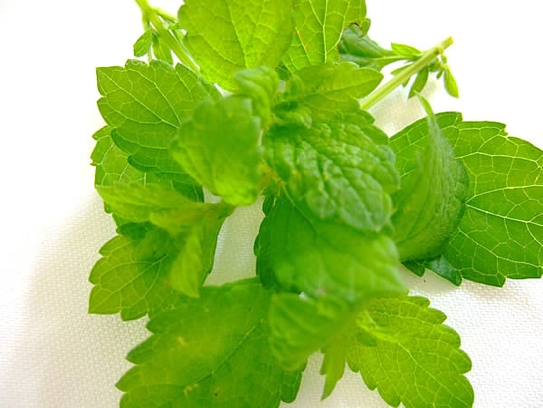 Lemon balm