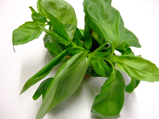 Basil