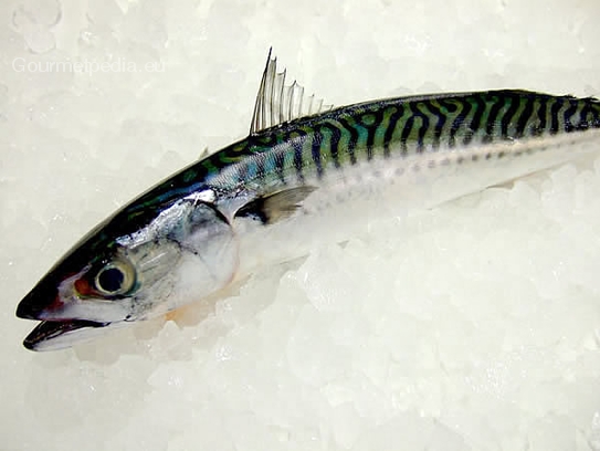 Mackerel