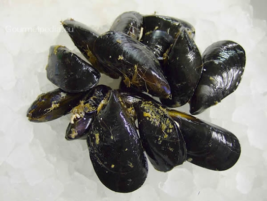 Mussels