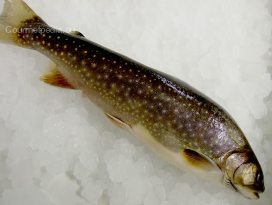 Brook trout