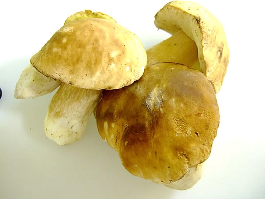 Yellow bletus mushrooms