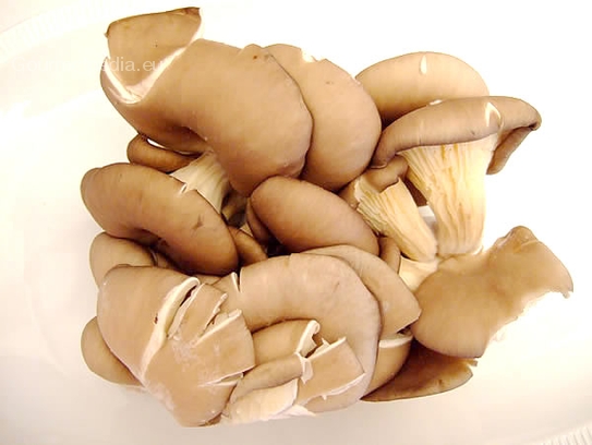 Oyster mushrooms