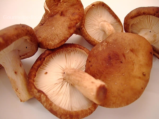 Shiitake