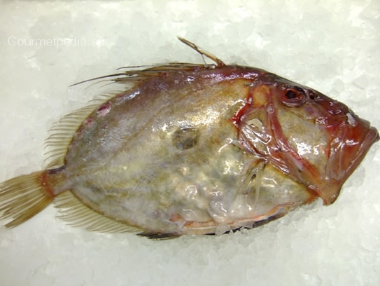 John Dory