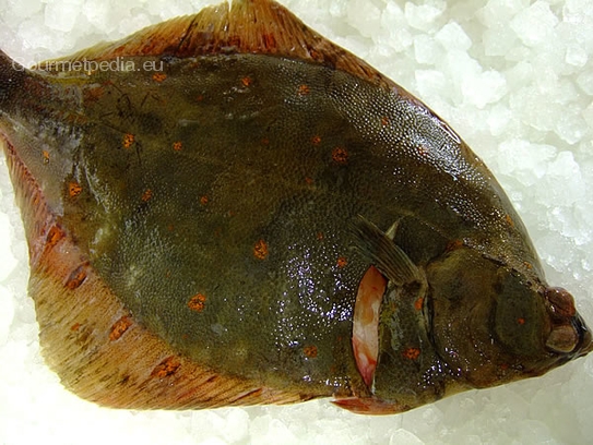 Plaice