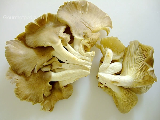 Oyster mushrooms