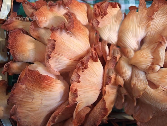 Pink oyster mushroom