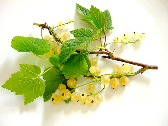 White currants