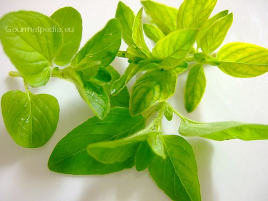 Marjoram