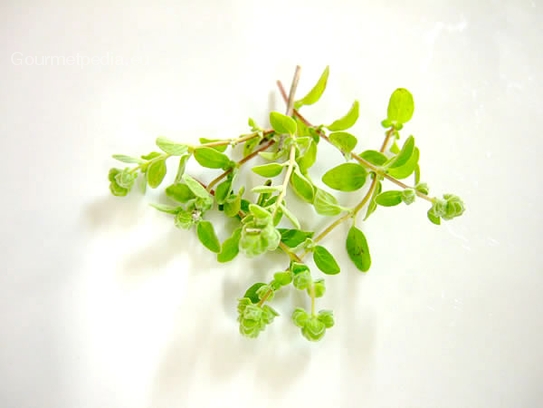 Marjoram