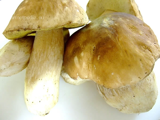 Yellow bletus mushrooms