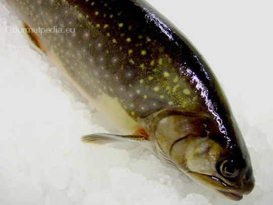 Brook trout