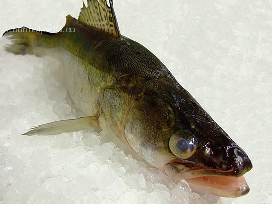 Pike-perch