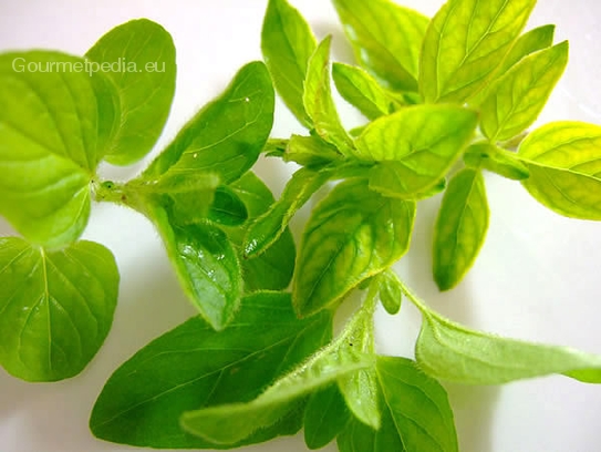 Marjoram