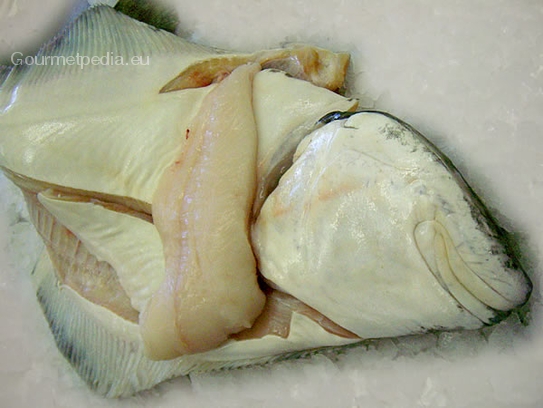 Halibut