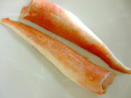 Red gurnard