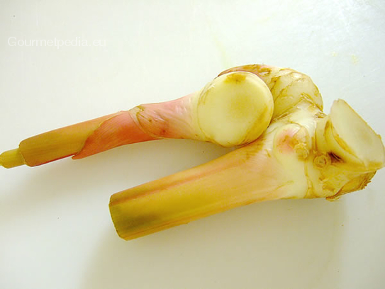 Greater galangal